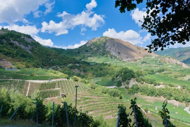 Savoie et Jura, deux vignobles de montagne et leurs cépages rares Savoie et Jura, deux vignobles de montagne et leurs cépages rares