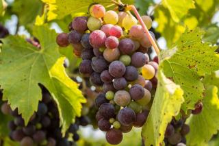 Gewurztraminer : le cépage aromatique d’Alsace
