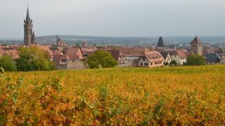 Meursault : chardonnay de la Côte de Beaune