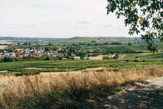 Chablis, quatre appellations de chardonnay sur les coteaux du Serein Chablis, quatre appellations de chardonnay sur les coteaux du Serein