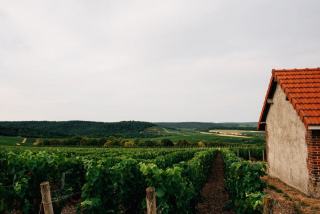 Givry, appellation de la Côte chalonnaise
