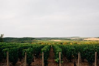 Verzenay, grand cru de la Montagne de Reims