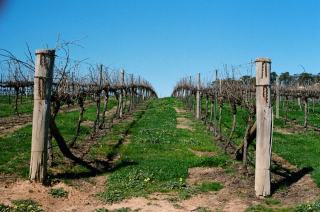 Taille de la vigne : quand et comment tailler