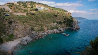 Banyuls : vin doux naturel de grenache