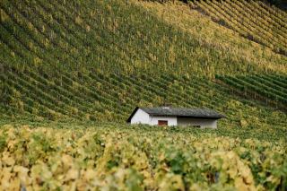 Sancerre : sauvignon, silex et terres blanches