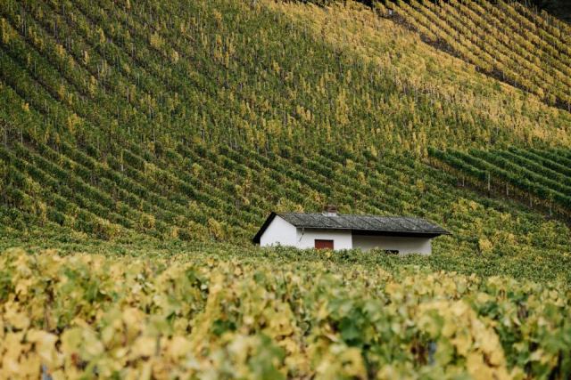 Sancerre, le sauvignon blanc des collines du Cher Sancerre, le sauvignon blanc des collines du Cher