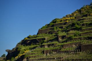 Condrieu : le viognier des coteaux de granite