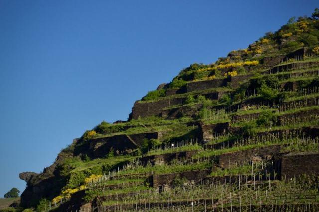 Condrieu, une appellation de viognier au nord de la vallée du Rhône Condrieu, une appellation de viognier au nord de la vallée du Rhône