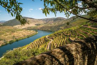 Saint-Joseph : la syrah des granites de la rive droite