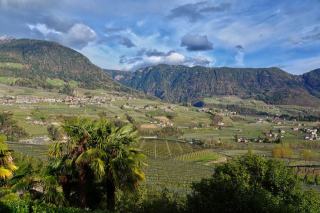 Muscat de Beaumes-de-Venise : un vin doux naturel