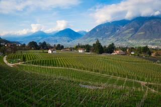 Mondeuse d’Arbin : le rouge de la Combe de Savoie