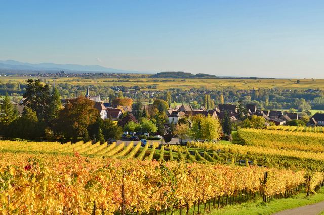 Prix du gewurztraminer : ce que paie vraiment la bouteille Prix du gewurztraminer : ce que paie vraiment la bouteille