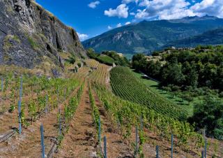Chignin-Bergeron : la roussanne de Savoie